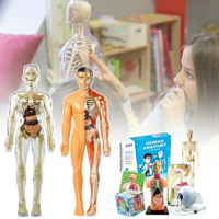 Thumbnail for Human Anatomy – Learning & Discovery - Human Body Model Kit