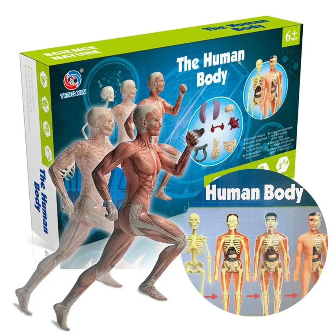 Human Anatomy – Learning & Discovery - Human Body Model Kit