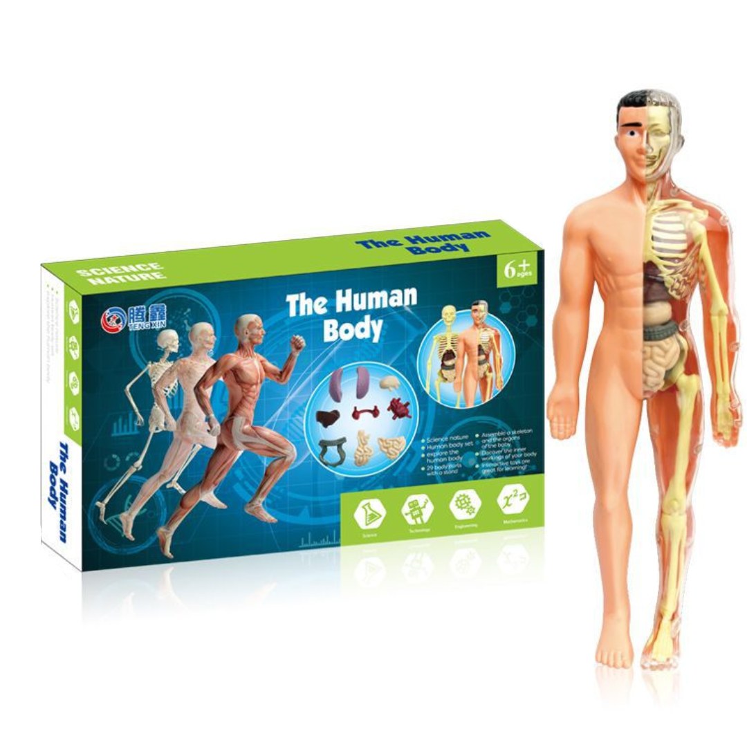 Human Anatomy – Learning & Discovery - Human Body Model Kit