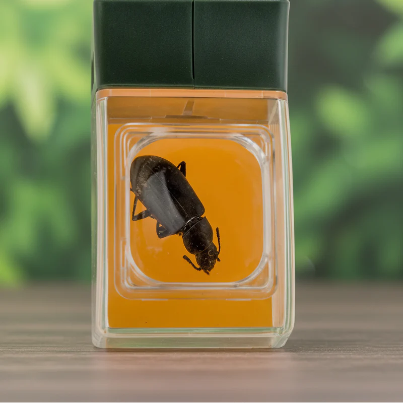Bug Catcher with Magnifier – Discover & Learn – Insect Catcher